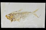Bargain, Fossil Fish (Diplomystus) - Green River Formation #119647-1